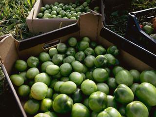 Harvested tomatoes in boxes on village farm