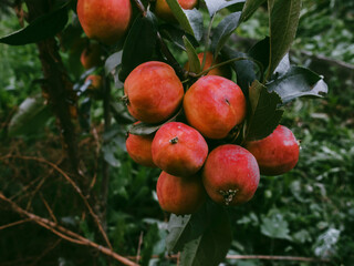 Malus hybridus Red Apples on tree