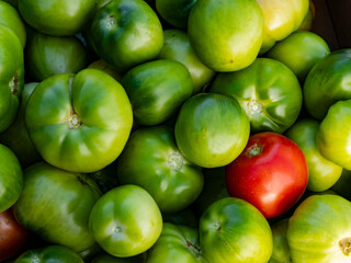 Harvested tomatoes on village farm