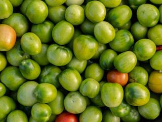 Harvested tomatoes on village farm