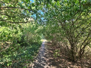 grüner Fußweg mit hohen Sträuchern / Büschen in Berlin Treptow