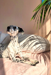 Dalmatian dog looking up with peachy background