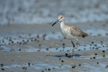 Eastern Willet hunting for food at low tide