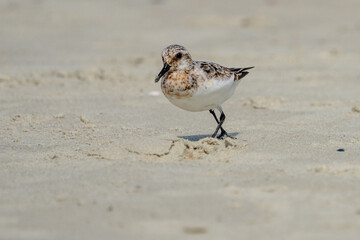 sanderling on a sandy beach