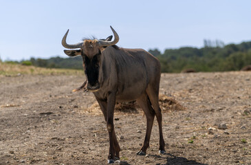 Antílope africano, Ñu