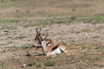 Dos Springbok rumiando tranquilamente en la sabana