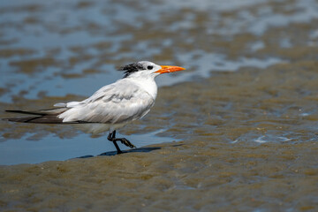 Royal Tern standing on a beach