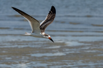 Black skimmer flying over water at low tide