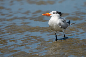 Royal Tern standing on a beach