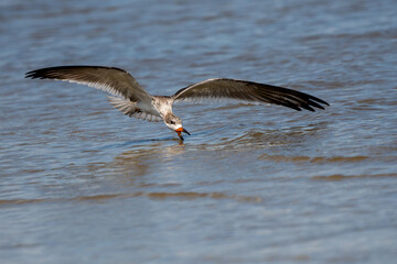 Juvenile black skimmer trying to catch a fish