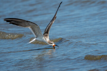 Juvenile black skimmer trying to catch a fish