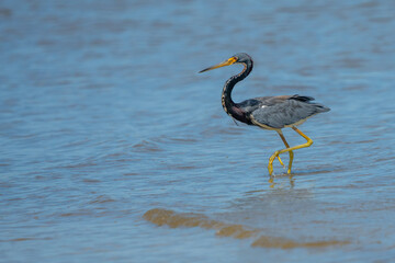 Tricolored heron fishing in shallow water