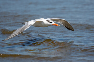 Royal tern flying over water at low tide