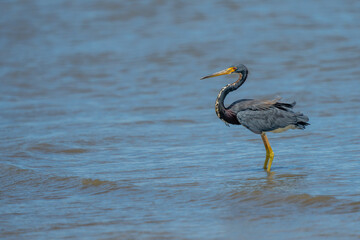 Tricolored heron fishing in shallow water