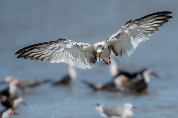 Royal tern landing on a beach at low tide