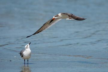 Black skimmer flying over water at low tide