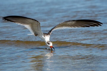Juvenile black skimmer trying to catch a fish