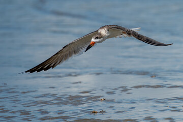 Black skimmer flying over water at low tide