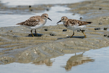Sanderling standing on a sandy beach