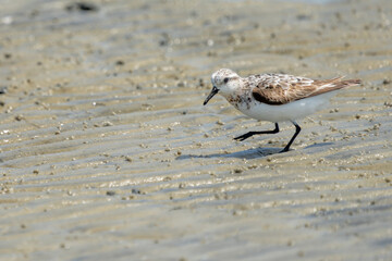 Sanderling standing on a sandy beach