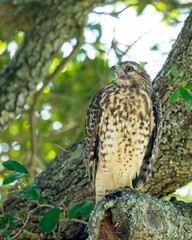 Red-shouldered Hawk perched in a tree