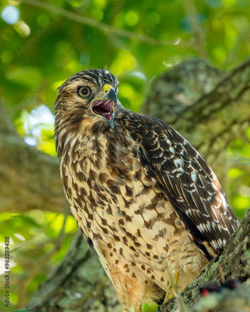 Canvas Prints red-shouldered hawk perched in a tree