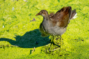 Juvenile common gallinule preening in a pond