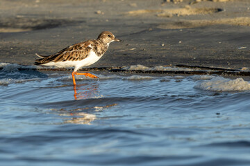 Ruddy turnstone hunting for food at low tide