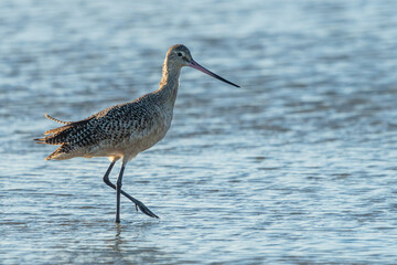 Marbled Godwit standing on a sandy beach