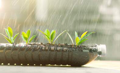watering Seedling In a plastic bottle. Recycling to reduce waste to zero. Elements for recycling...