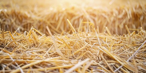 Macro shot of dried straw arranged as a background, emphasizing the fine, natural fibers.