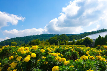 黄色いマリーゴールドと青空