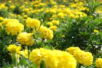 黄色いマリーゴールド