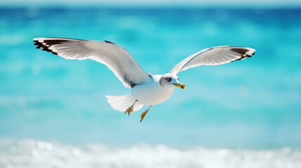 Obraz premium Seagull In Flight Over Blue Ocean Waves 