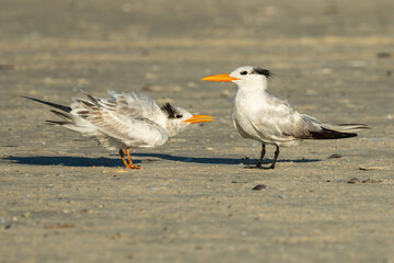 Adult and juvenile Royal terns standing on a sandy beach