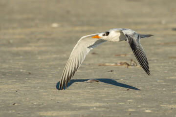 Royal tern flying over a sandy beach