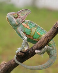Chameleon veiled rady to catching a dragonfly, animal closeup, chameleon veiled on branch
