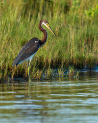 Juvenile Tricolored Heron searching for food