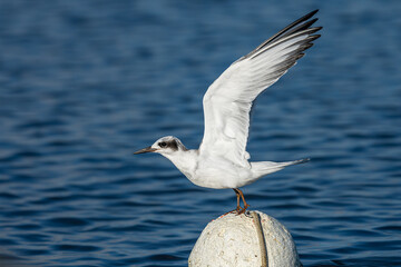 Forster's Tern Perched on a crab trap buoy