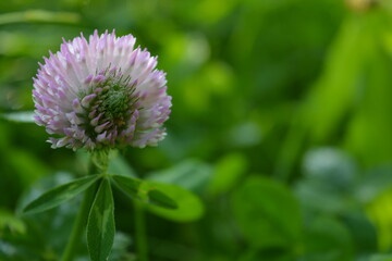 Pink clover flower, morning dew on the petals, floral background, green background