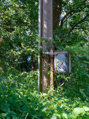 Overgrown Utility Pole