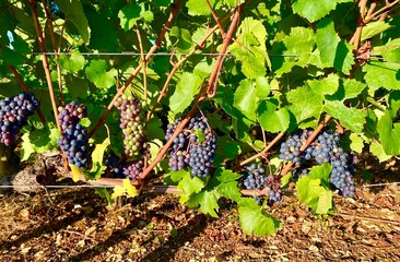 bunch of pinot noir grapes in Burgundy