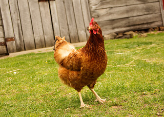 Rhode Island Red Free Range Chicken