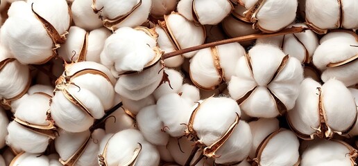 Close up of white cotton bolls, soft and fluffy, with brown stems. A natural texture background.