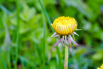 Yellow flower in close-up. Dandelion on a green background. Flowering plant.