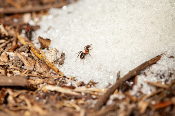 Macro picture of an ant that gets crystal sprinkles from sugar and leads to an ant colony. Ants are very hardworking.