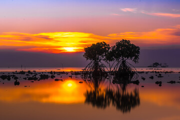 Sunset at the rocky beach with mangroves.
