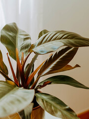 Philodendron Imperial Red houseplant in gold metal pot
