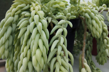 Close-up of Sedum morganianum or Burro's tail or Donkey tail, decorative hanging succulent plant...