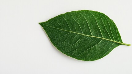 Obraz premium A vibrant green leaf with intricate veins, showcasing natural beauty and simplicity on a clean white background.